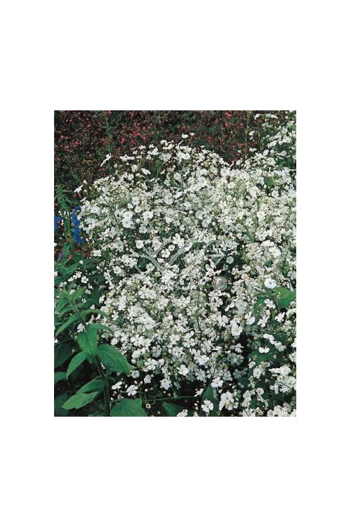 Gipsówka wiechowata 'Schneeflocke' Gypsophila paniculata