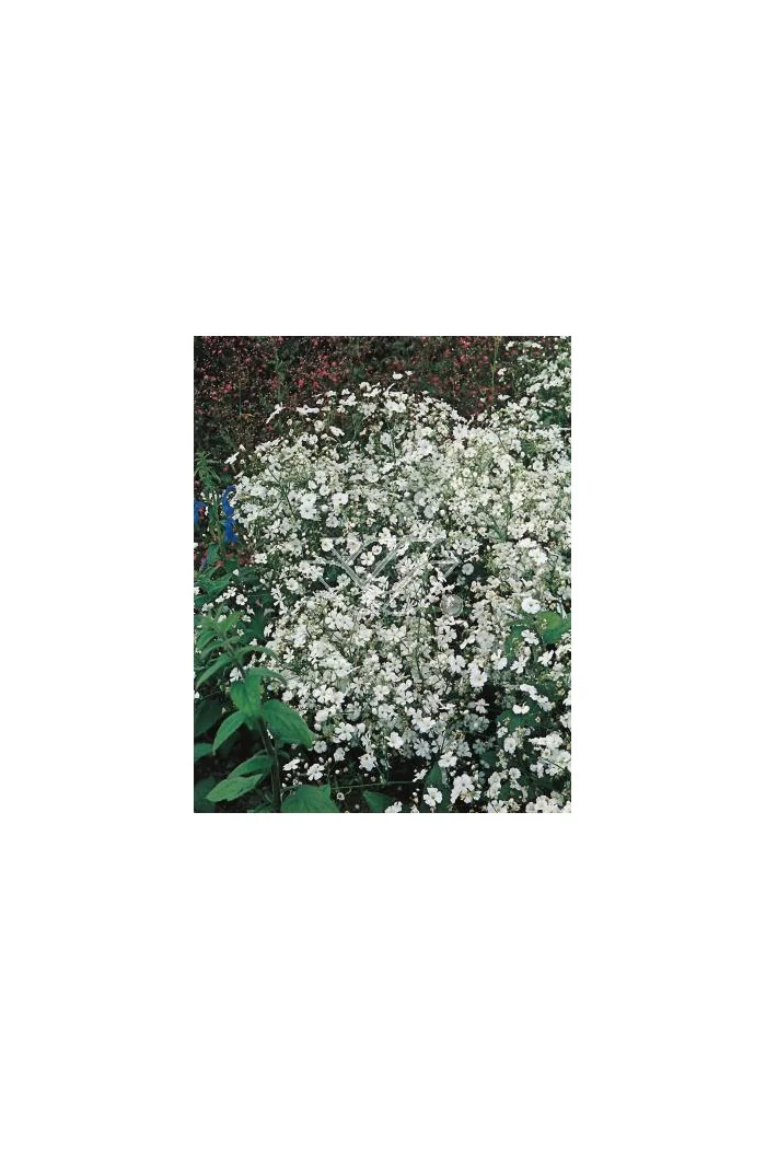 Gipsówka wiechowata 'Schneeflocke' Gypsophila paniculata
