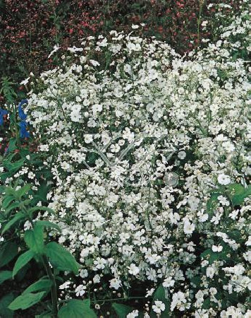 Gipsówka wiechowata 'Schneeflocke' Gypsophila paniculata