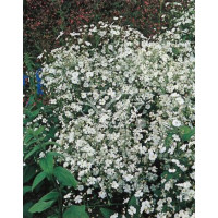 Gipsówka wiechowata 'Schneeflocke' Gypsophila paniculata