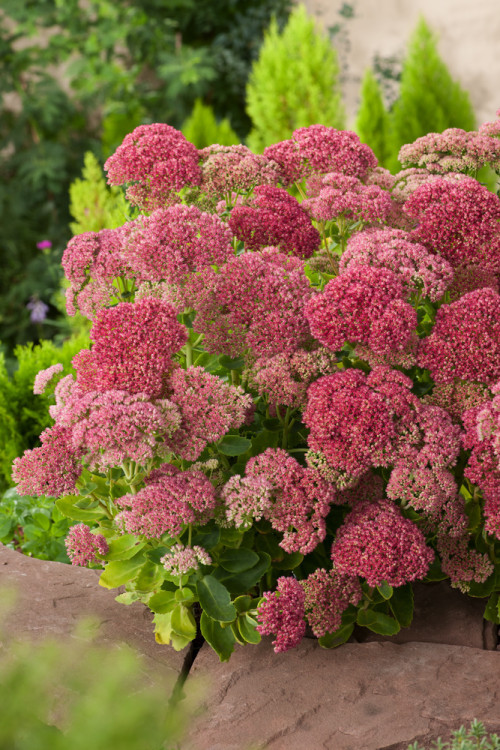 Rozchodnik karpacki 'Autumn Joy' | Sedum telephium