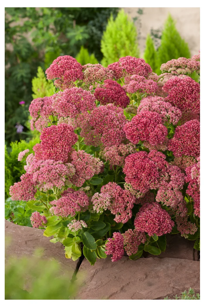 Rozchodnik karpacki 'Autumn Joy' | Sedum telephium