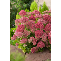 Rozchodnik karpacki 'Autumn Joy' | Sedum telephium