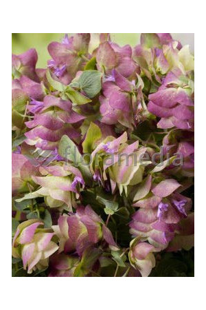 Oregano 'Kent Beauty' Origanum