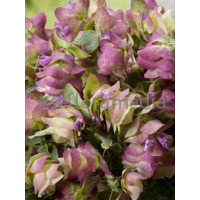 Oregano 'Kent Beauty' Origanum