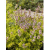 Macierzanka cytrynowa 'Aureus' Thymus citriodorus