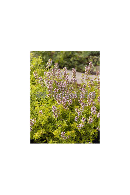 Macierzanka cytrynowa 'Aureus' Thymus citriodorus