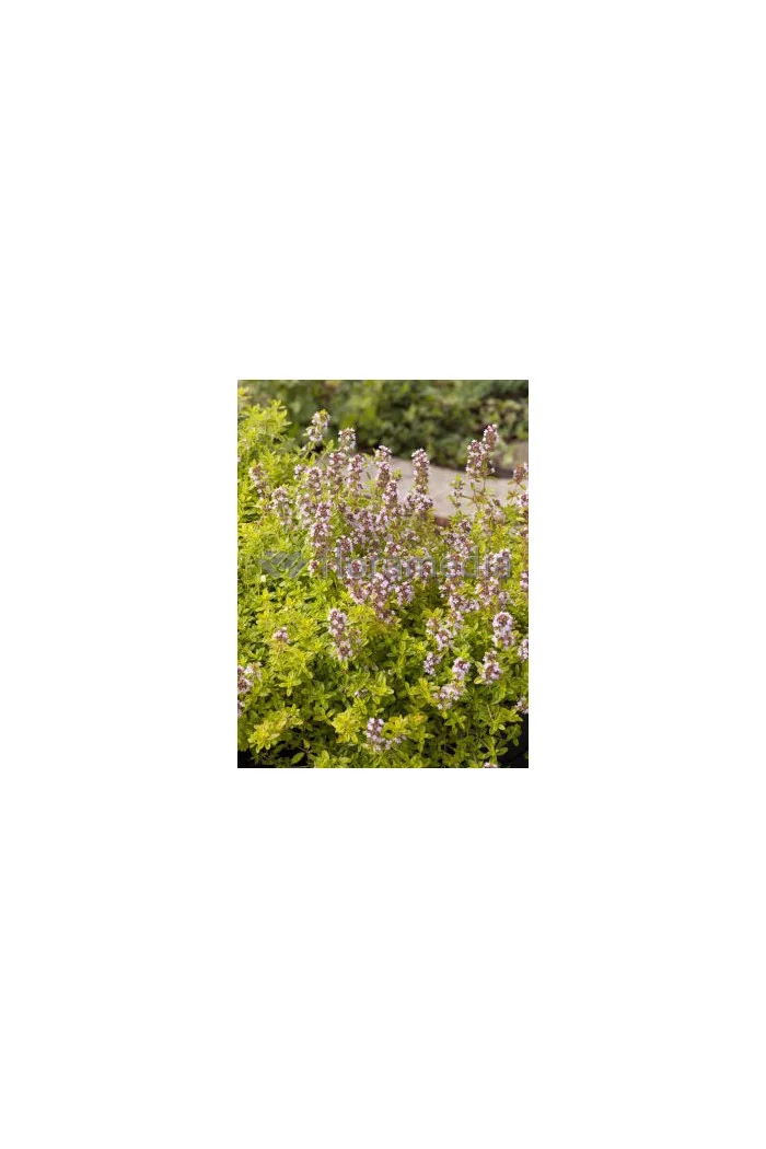 Macierzanka cytrynowa 'Aureus' Thymus citriodorus