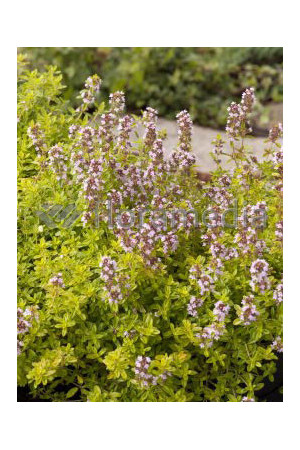 Macierzanka cytrynowa 'Aureus' Thymus citriodorus
