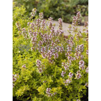 Macierzanka cytrynowa 'Aureus' Thymus citriodorus