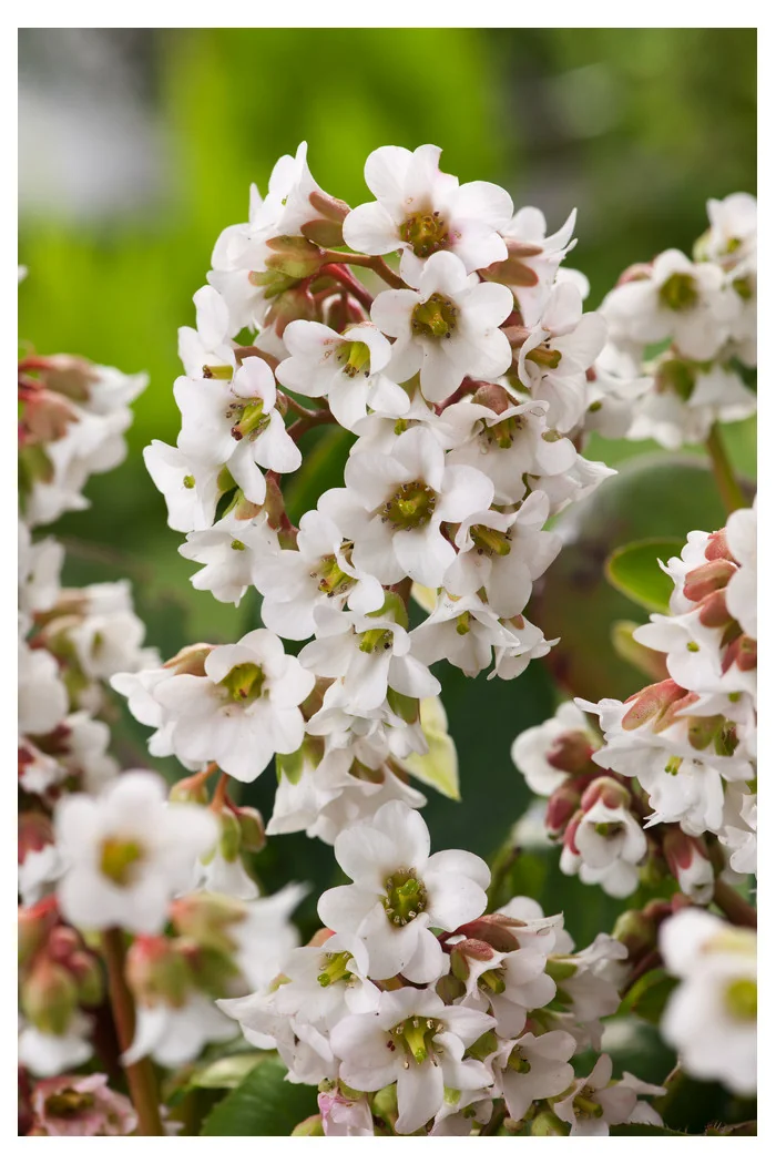 bergenia, bergenia sercolistna