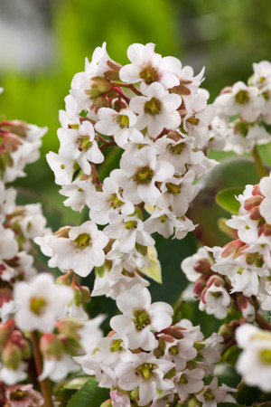 bergenia, bergenia sercolistna