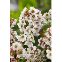 bergenia, bergenia sercolistna