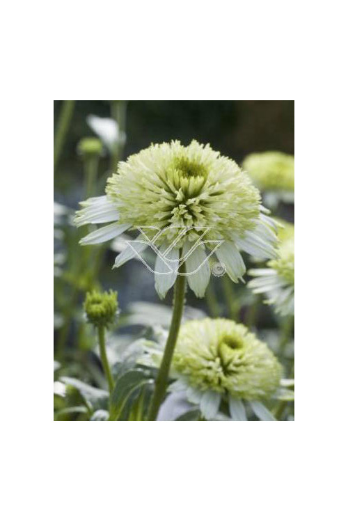 jeżówka, jeżówka Meringue ,echinacea, echinacea Meringue