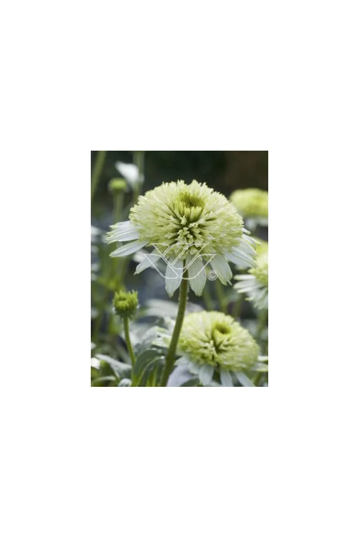 jeżówka, jeżówka Meringue ,echinacea, echinacea Meringue