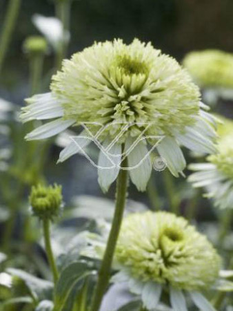 jeżówka, jeżówka Meringue ,echinacea, echinacea Meringue