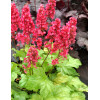 Żurawka 'Havana' Heuchera