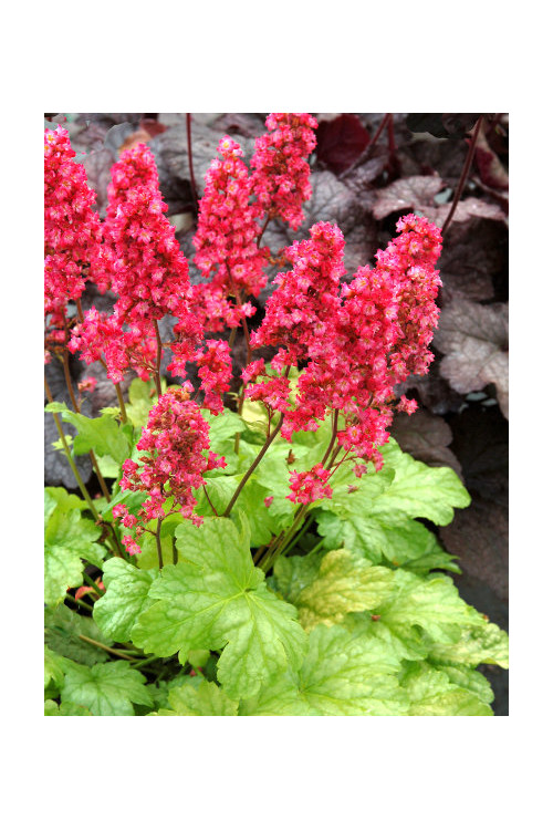 Żurawka 'Havana' Heuchera