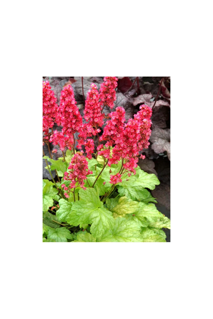 Żurawka 'Havana' Heuchera