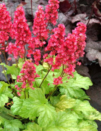 Żurawka 'Havana' Heuchera