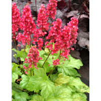 Żurawka 'Havana' Heuchera