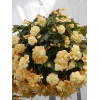 Begonia Belleconia 'Chardonnay'