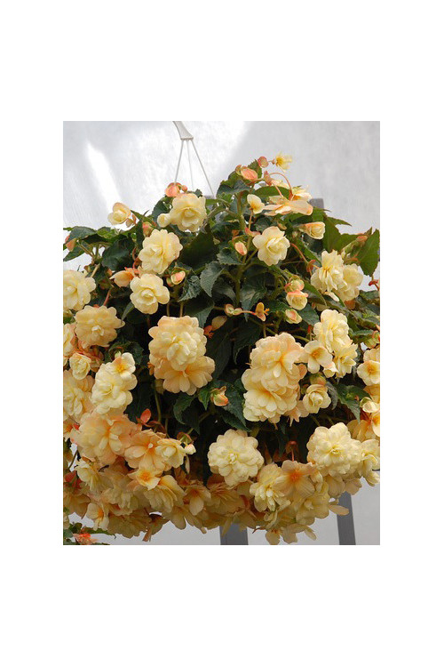 Begonia Belleconia 'Chardonnay'