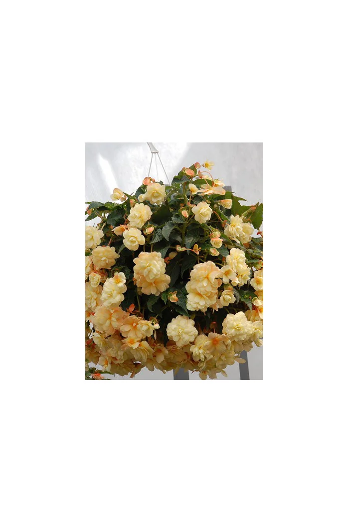Begonia Belleconia 'Chardonnay'