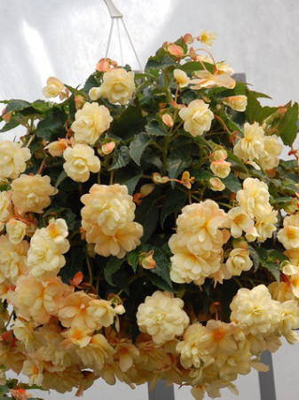 Begonia Belleconia 'Chardonnay'