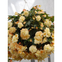 Begonia Belleconia 'Chardonnay'