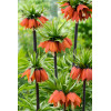 Cesarska korona 'Maxima Rubra' | Fritillaria imperialis