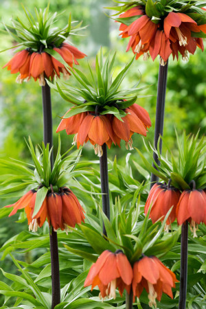 Cesarska korona 'Maxima Rubra' | Fritillaria imperialis