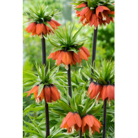 Cesarska korona 'Maxima Rubra' | Fritillaria imperialis