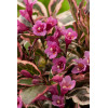 Krzewuszka cudowna 'Monet' | Weigela florida