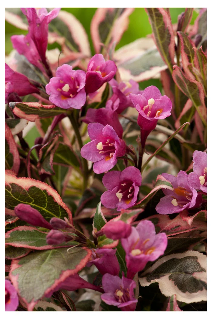 Krzewuszka cudowna 'Monet' | Weigela florida