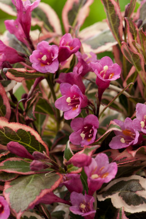 Krzewuszka cudowna 'Monet' | Weigela florida