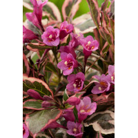 Krzewuszka cudowna 'Monet' | Weigela florida