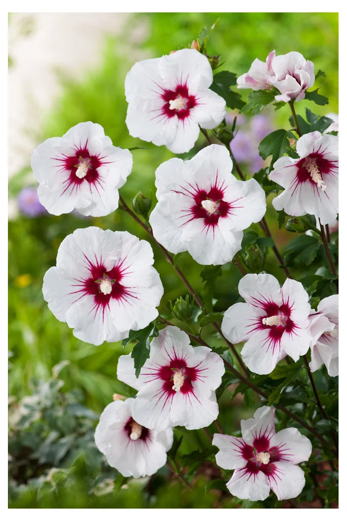 Ketmia syryjska 'Red Heart' | Hibiscus syriacus