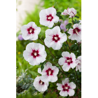 Ketmia syryjska 'Red Heart' | Hibiscus syriacus