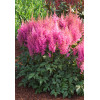 Tawułka arendsa 'Mainz' | Astilbe arendsii