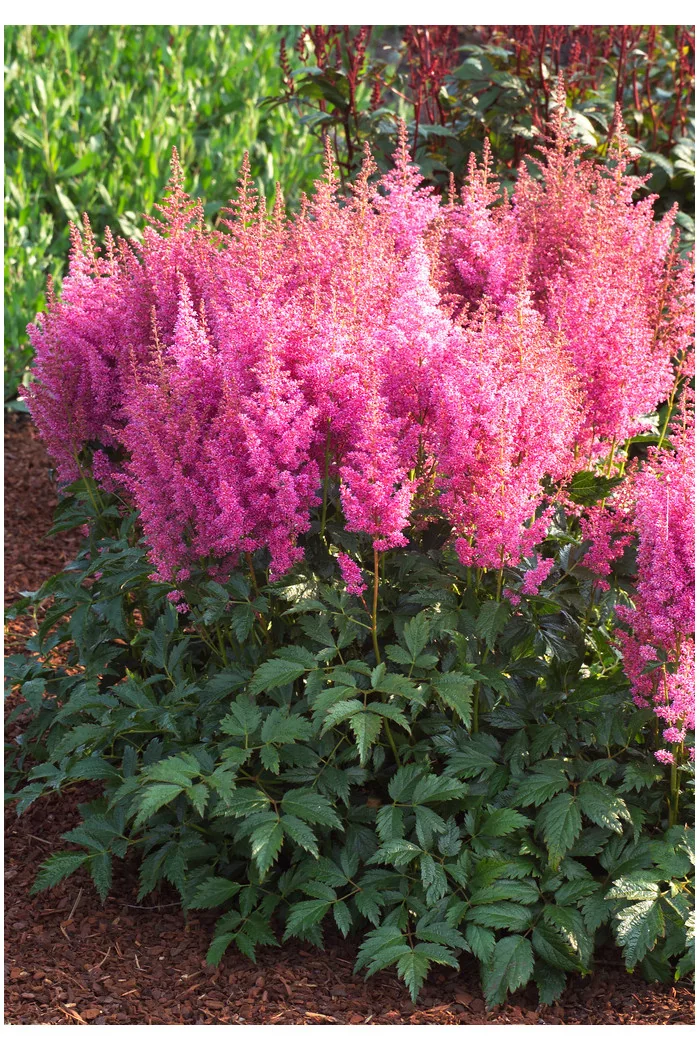 Tawułka arendsa 'Mainz' | Astilbe arendsii