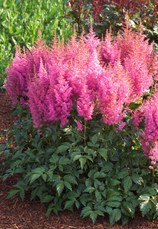 Tawułka arendsa 'Mainz' | Astilbe arendsii