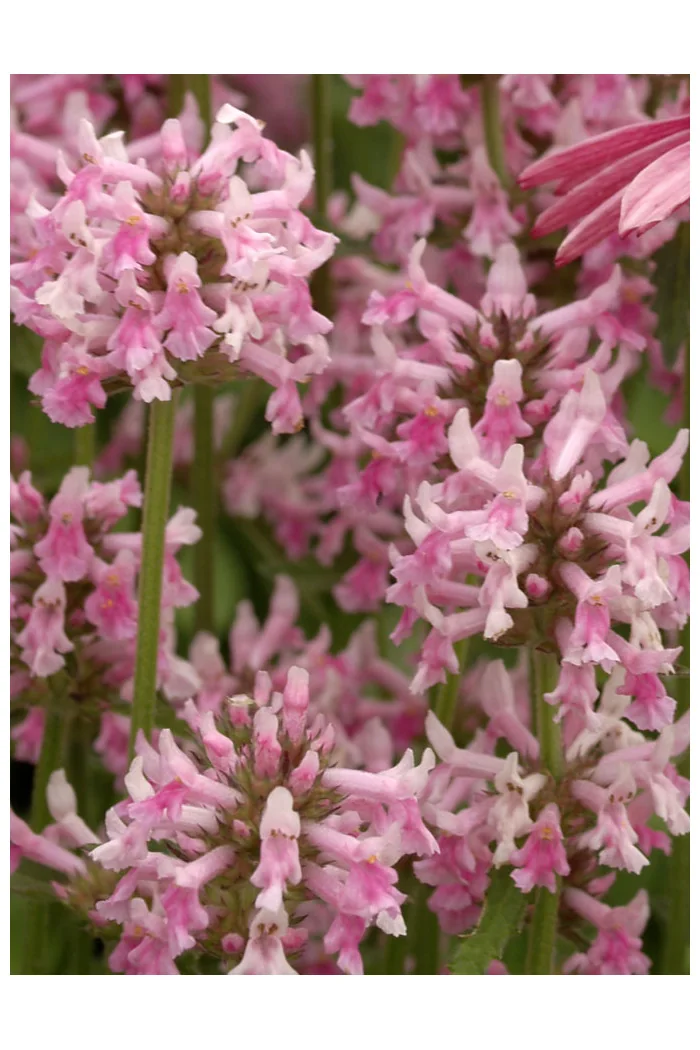 Czyściec 'Pink Cotton Candy' | Stachys officinalis