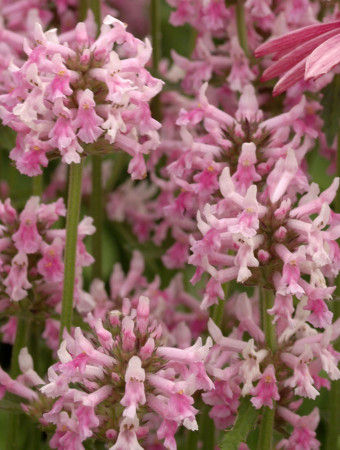 Czyściec 'Pink Cotton Candy' | Stachys officinalis