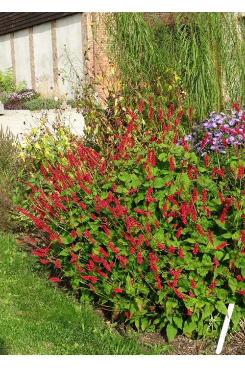 Rdest himalajski 'JS Caliente' | Persicaria amplexicaulis