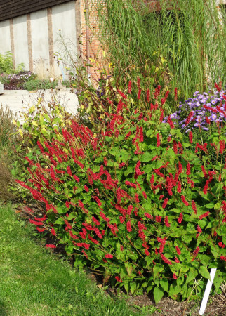Rdest himalajski 'JS Caliente' | Persicaria amplexicaulis