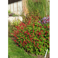 Rdest himalajski 'JS Caliente' | Persicaria amplexicaulis