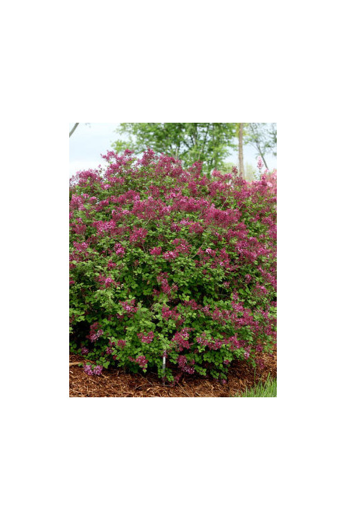 Lilak Bloomerang 'Dark Purple' | Syringa