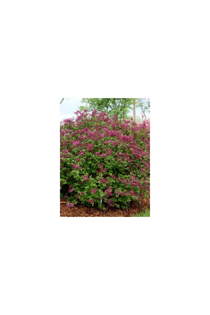Lilak Bloomerang 'Dark Purple' | Syringa