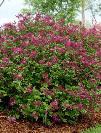 Lilak Bloomerang 'Dark Purple' | Syringa